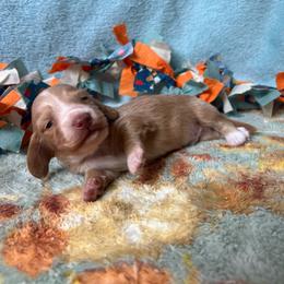 Butterscotch - Dapple male Dachshund puppy in Yucaipa, California from Motorhead Dachshunds