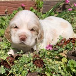 Female 1 - Buff and white female Cocker Spaniel puppy in Gadsden, Alabama from Rich Cat’s