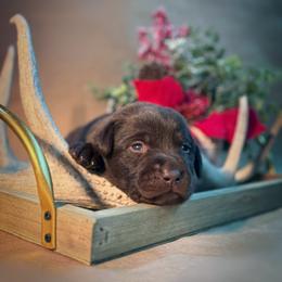 Junebug - Chocolate female Labrador Retriever puppy in Isle, Minnesota from Dog Ear Outfitters