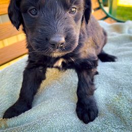 Bernedoodle and Siberian Husky Puppies from Timberline Paws
