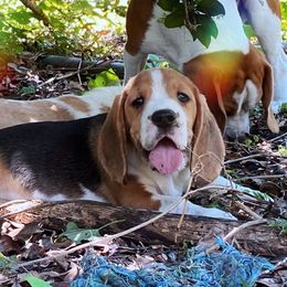 Beagle and German Shepherd Puppies from Synastry Beagles