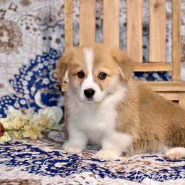 Wally - Red male Pembroke Welsh Corgi puppy in East Canton, Ohio from Victorian Farms