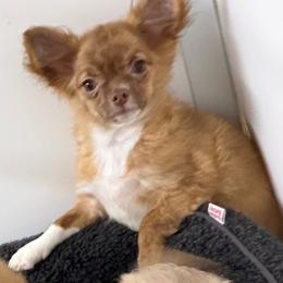 Noah - Chocolate blue male Chihuahua puppy in Palmyra, Indiana from Country Star Chihuahuas