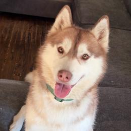 Sunfyre - Siberian Husky