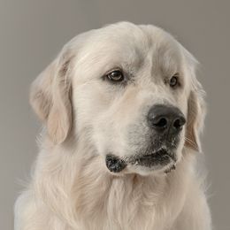 Tucker - Golden Retriever