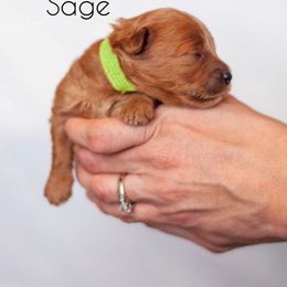 Cavapoo Puppies from Bonneville Doodles