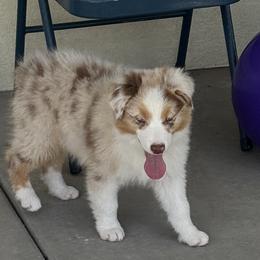 Sissy's Red Merle Boy 1 - Red merle male Australian Shepherd puppy in Mt. Pleasant, Utah from WildeOak Aussies