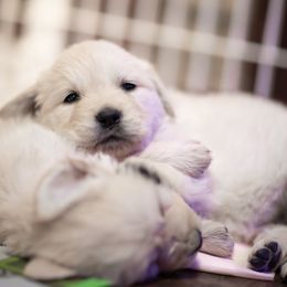 Cavalier King Charles Spaniel and Golden Retriever Puppies from Tsarevich Goldens and Cavaliers