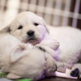 Cavalier King Charles Spaniel and Golden Retriever Puppies from Tsarevich Goldens and Cavaliers