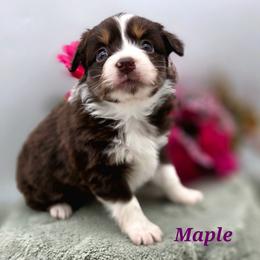 MAPLE - Red tri female Toy Australian Shepherd puppy in Viking, Minnesota from Son Shine Farm