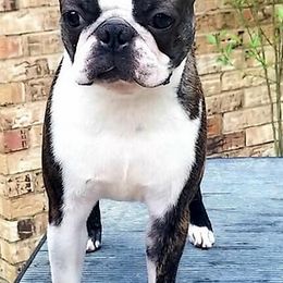 Boston Terriers and Boxers from Highridge Boxers and Bostons