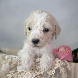 Charlie Brown - Parti male Goldendoodle puppy in Seffner, Florida from Gold Diamond Pup