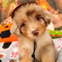 Gem - Red merle male Aussiedoodle puppy in Dickerson, Maryland from Pawsome Aussie Doodles and Oodles