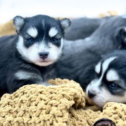 McCartney - Black and white male Pomsky puppy in Mesa, Arizona from Platinum Pomskies