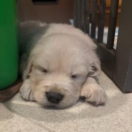 Drake - Light golden male Golden Retriever puppy in Grant County, Indiana from On The Sunny Side Pavey Farms
