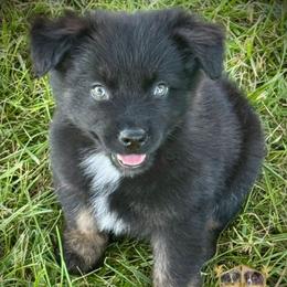 Outlaw - Black tri male Miniature Australian Shepherd puppy in El Dorado Springs, Missouri from HP Aussie Kennels