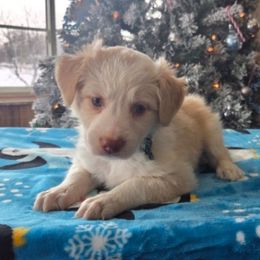 Sky - Gold female Border Collie puppy in Gary, Indiana from Lake Ridge Border Collies