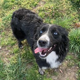 Fergie - Australian Shepherd