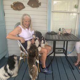 Havanese All Grown Up from Jacqueline Carney