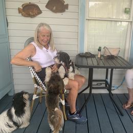 Havanese All Grown Up from Jacqueline Carney