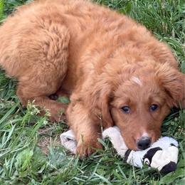 Ella - Red  female Goldendoodle puppy in Indiana, Pennsylvania from Kathy's Doodles