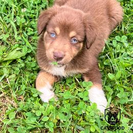 Maple - Red tri-color Australian Shepherd puppy in Kentucky from Caywood Aussies