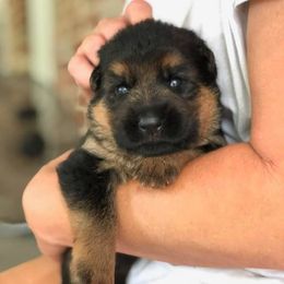 German Shepherd Puppies from German Shepherds vom Silberwald