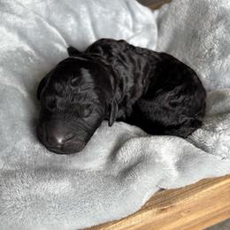 Orange collar - Black male Goldendoodle puppy in Christiana, Tennessee from Rechlicz Family Doodles