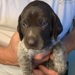 German Shorthaired Pointer puppies from Spotted Dog Lodge