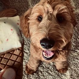 Goldendoodle and Poodle All Grown Up from Green Heart Poodles and Doodles