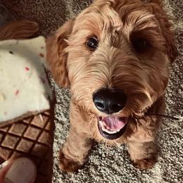 Goldendoodle and Poodle All Grown Up from Green Heart Poodles and Doodles