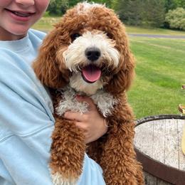 Oakleigh - Goldendoodle