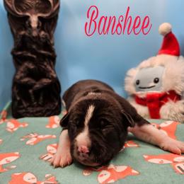 Banshee - Black and white female Rat Terrier puppy in Lynn, Alabama from Cryptic Rat Terriers