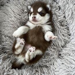 Pomsky Puppies from Peekaboo Pomskies