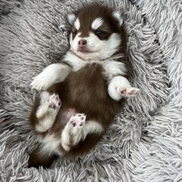 Pomsky Puppies from Peekaboo Pomskies