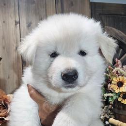 Boone - White male German Shepherd puppy in Sequim, Washington from German Shepherd Haus