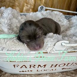 Ash - Dapple male Dachshund puppy in Atwood, Oklahoma from Holder’s Doxie Farm