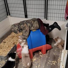 Border Collie Puppies from Borderline Kennels