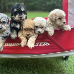 Aussiedoodle Puppies from Mae Blossom Puppies