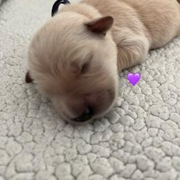 Girl 1 - Golden female Golden Retriever puppy in Pueblo, Colorado from GR8 Goldens