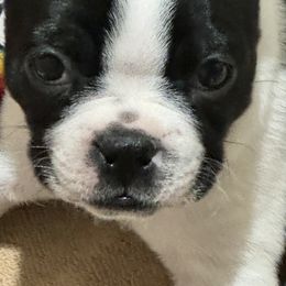 Boston Terrier Puppies from Mary's Puppy