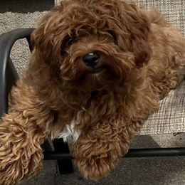Cavapoos from Annie’s Cavapoos