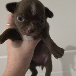 GIRL 5 - Chocolate and white female Chihuahua puppy in Lugoff, South Carolina from Cutie Pie Chihuahua's