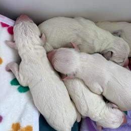 Girl 4 - White and black female Dalmatian puppy in Chehalis, Washington from Dalmatian Vacation