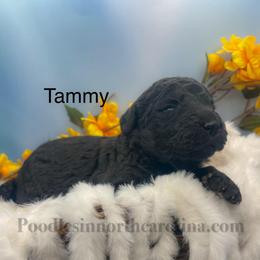 Tammy - Silver female Poodle puppy in Greenville, North Carolina from Grace Poodles