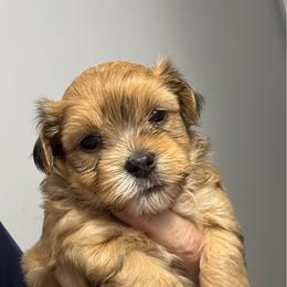 Boy 4 - Red male Havanese puppy in Walpole, Massachusetts from Golden Glen Havanese