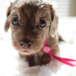 Snickers - Chocolate and tan female Dachshund puppy in Peebles, Ohio from Cave Valley Hounds