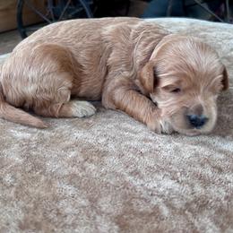 Teal - Apricot female Goldendoodle puppy in Blanchard, Oklahoma from Dream Doodles by Dondi
