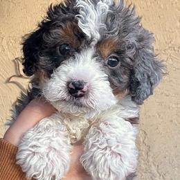Draco - ORANGE - Merle male Bernedoodle puppy in Gilbert, Arizona from Azbernedoodlepuppies