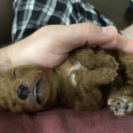 Cavapoo Puppies from Cuddly Cavapoos Texas